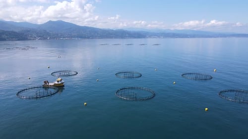 Fish Ponds