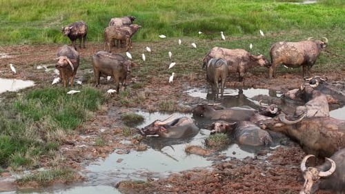 A herd of buffaloes and birds are in a muddy field