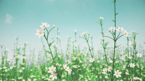 Daisy Flower in garden
