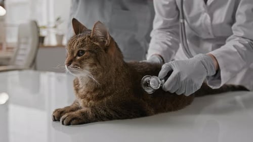 Gloved Hands of Veterinarian Examining Cat with Stethoscope in Clinic