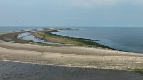Amazing Aerial Drone Shot of a Flock Of Seagulls Flying Over a Unique Island in the South of the Net