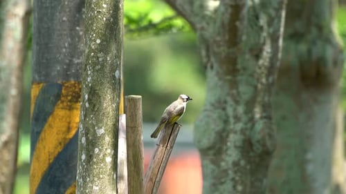 Bird Resting on a Post in Rural Setting