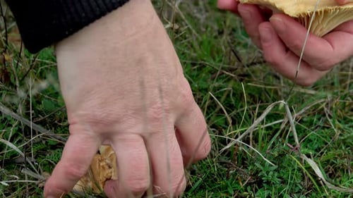 Picking Cuphophyllus pratensis mushrooms in a meadow