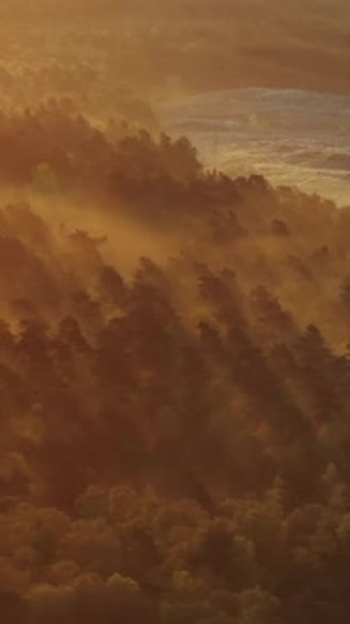La lumière dorée filtre à travers la canopée brumeuse des bois