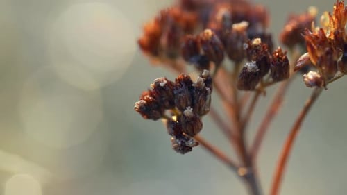 Angelica wild flower shook by the breeze, rugged leaves, view of a plant