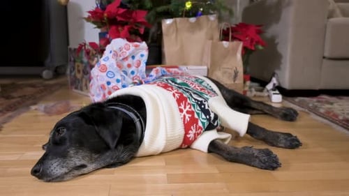 Festive Dog Lying Under Christmas Tree in Sweater