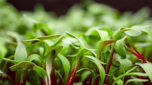 Fresh Green Plants Growing In Time Lapse Sprouts Germination From Seeds In Soil Beautiful