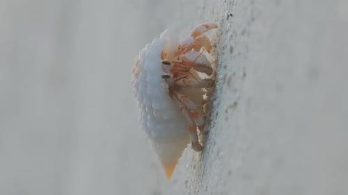 Closeup of Hermit Crab Walking on Sand Beach