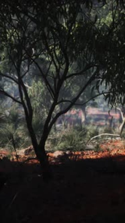 Sunset in the Australian Bush
