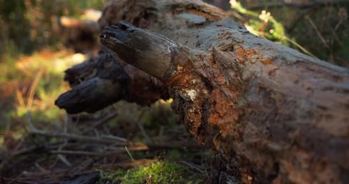 Slow slider forward of fallen log in forest on sunny day. Close up