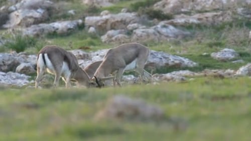 Israeli Mountain gazelle Horn fight
