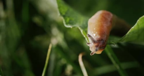 Tolle Tierschnecken kriechen auf grünem Gras
