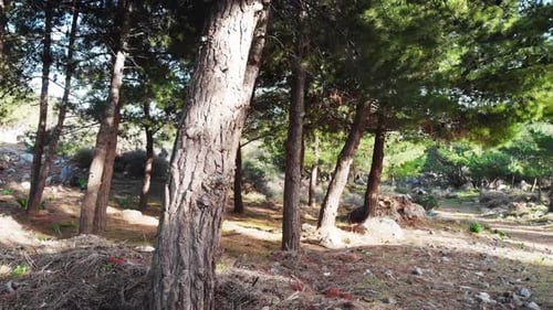 Dirt road amidst trees
