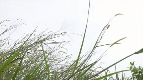 grass blowing in the wind
