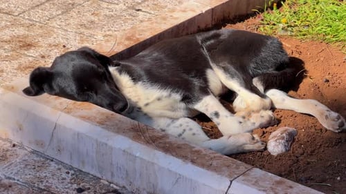 A black and white mixed breed adult dog sleeps soundly on a stone curb beside dirt ground