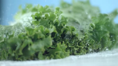 Fresh Green Lettuce Plunged into Water Close Up