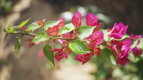 shot of flowers of bougainvillea specie of thorny ornamental plant at a backyard of a house in India