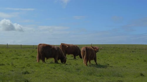Highland Cattle grazing on vibrant green meadow
