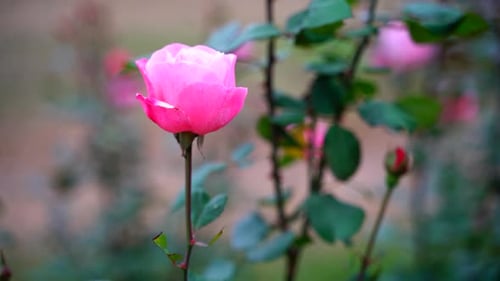 Rosenblüten, die im Garten blühen