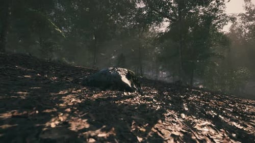 A Serene Forest with Dappled Sunlight Filtering Through Trees at Dawn