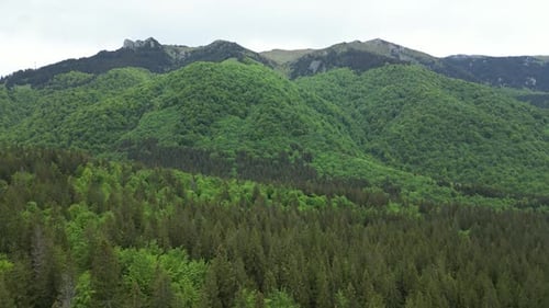 À propos de Green Trees