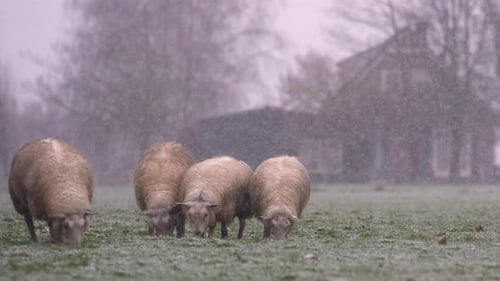 Sheep Grazing in Snowy Winter Field