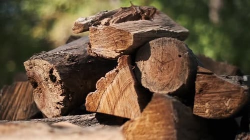 Chopped Firewood Stacked in the Forest