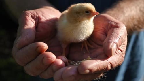 Tiny Chick Standing in Cupped Hands on a Farm