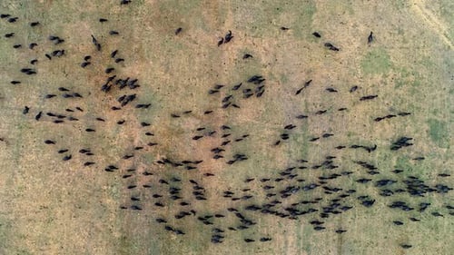 Aerial View of Grazing Animals in Open Field