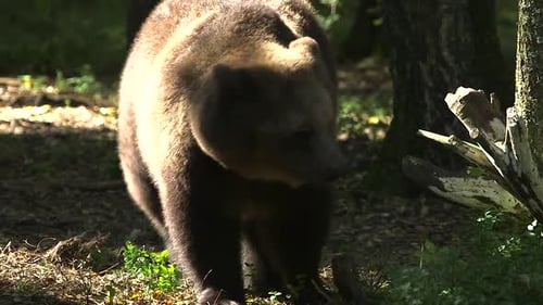 Brown Bear Scratching Back on Tree in Forest