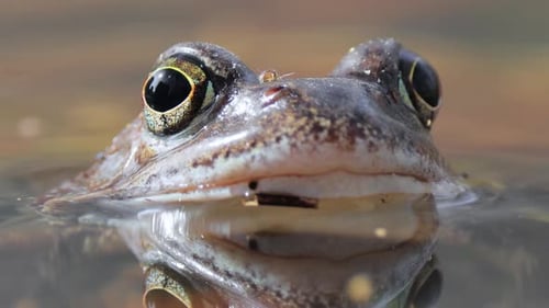 Brown frog (Rana temporaria) close-up in a pond.