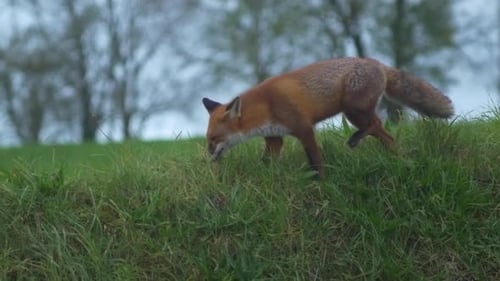 Neugieriger Fuchs findet Nahrung an einem Graben in Irland