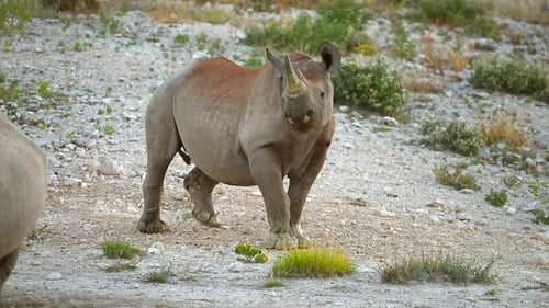 Mature male Rhino with large horn in Namibia