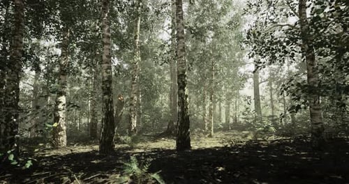 Foggy Forest Landscape Offering Tranquility and Natural Beauty in Morning Light