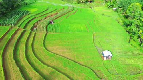 Beautiful morning view indonesia Panorama Landscape paddy fields with beauty color and sky natural