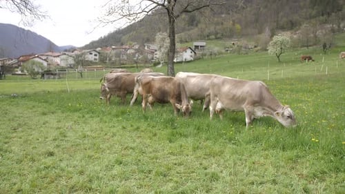 Cows grazing in field, village in background, spring time, wide static shot