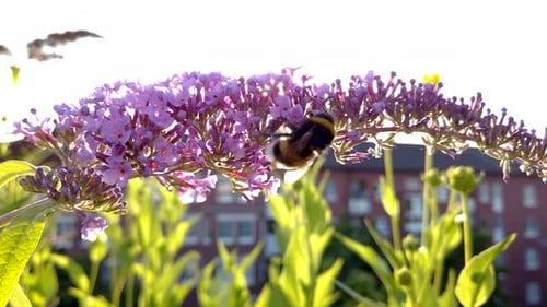 Bumblebee Pollinating Purple Flowers in Sunny Urban Garden