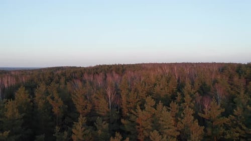 LUFTBILD: Gipfel von Waldbäumen, die ab Sonnenuntergang mit sattem Rot bemalt sind