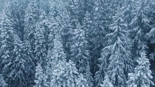 Christmas Theme Nature Whiteblue Winter Forest Background Beautiful Snow Fall