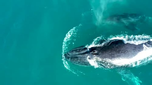Breathtaking close aerial view of a whale mother and her small calf in turquoise ocean water