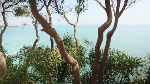 View of the sea from the cliff, through the trees. sunny day