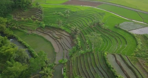 Luftbild eines Dorfes in Indonesien mit wunderschönem terrassenförmig angelegten Reisfeld, das von einem grünen Reisplan bewachsen ist
