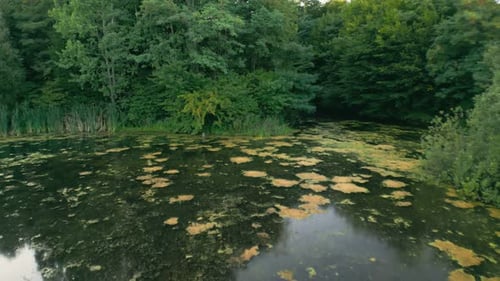 Lac envahi par la végétation près de la forêt