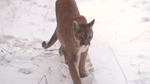 Canadian Cougar Hunts in Snowy Forest During Winter Morning