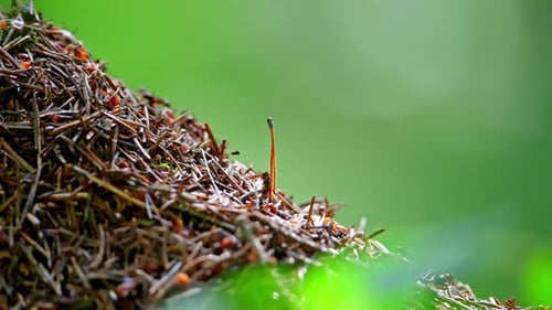 Large Anthill wird in Nahaufnahme gedreht