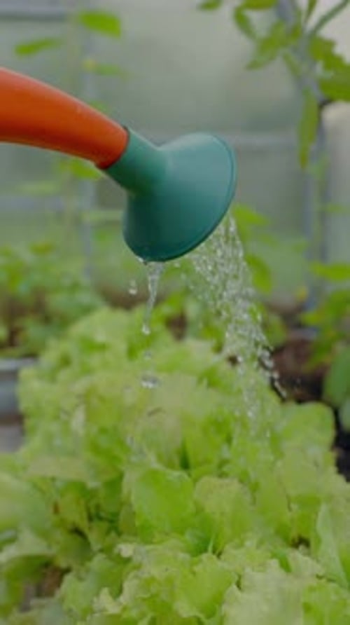 Watering Lettuce in a Greenhouse