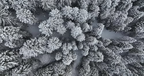 Winter Wonderland Forest Trees Woodland Scenery Outdoors