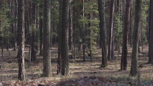 A peaceful afternoon in a pine forest, the sun filtering through the tall trees