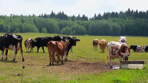 Dairy Cows in the Meadow Chew Grass Grazing in a Pasture