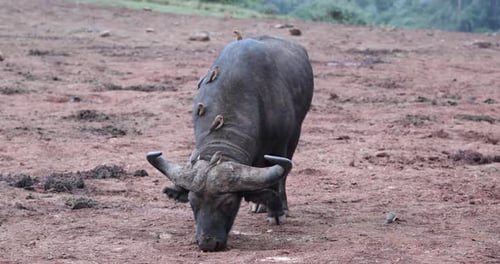 El
búfalo africano del Cabo con pájaros bueyes posados se alimenta en las montañas de Kenia, África Oriental.
Estado